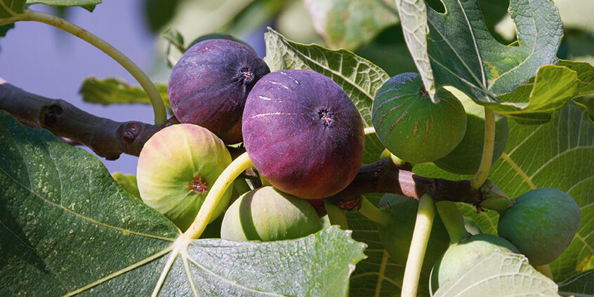 smart fig plantation solution china smart fig plantation solution china