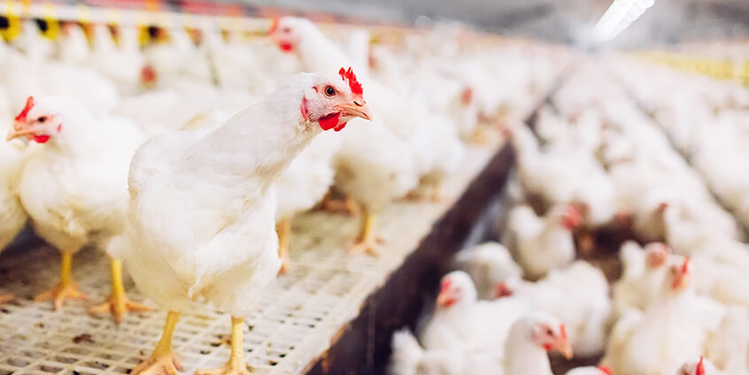 smart poultry farming africa smart poultry farming africa