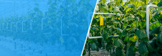 sustainability farming case 2 sustainability farming case 2