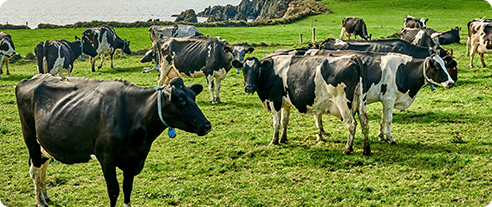 x5 sensing camera typical applications livestock x5 sensing camera typical applications livestock