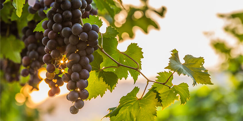 remote vineyard irrigation solution china remote vineyard irrigation solution china