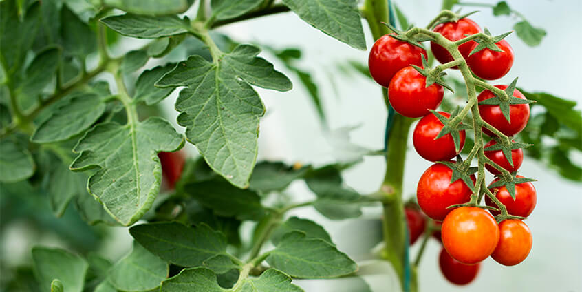 smart greenhouse solution mauritius smart greenhouse solution mauritius