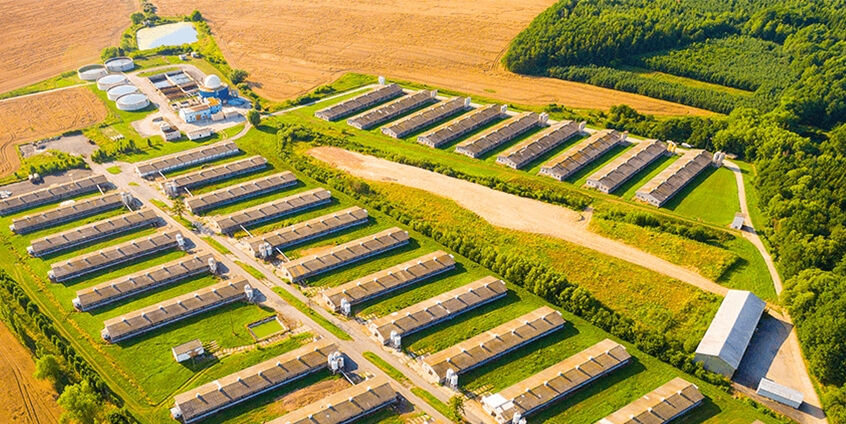 smart pig farming netherlands smart pig farming netherlands